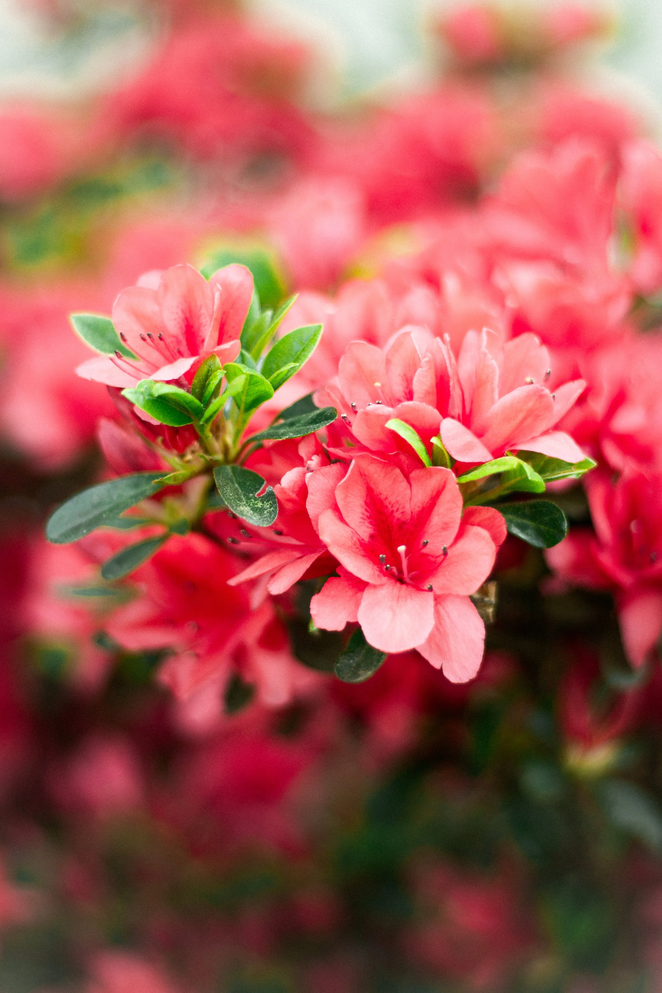 Rose-3.jpg