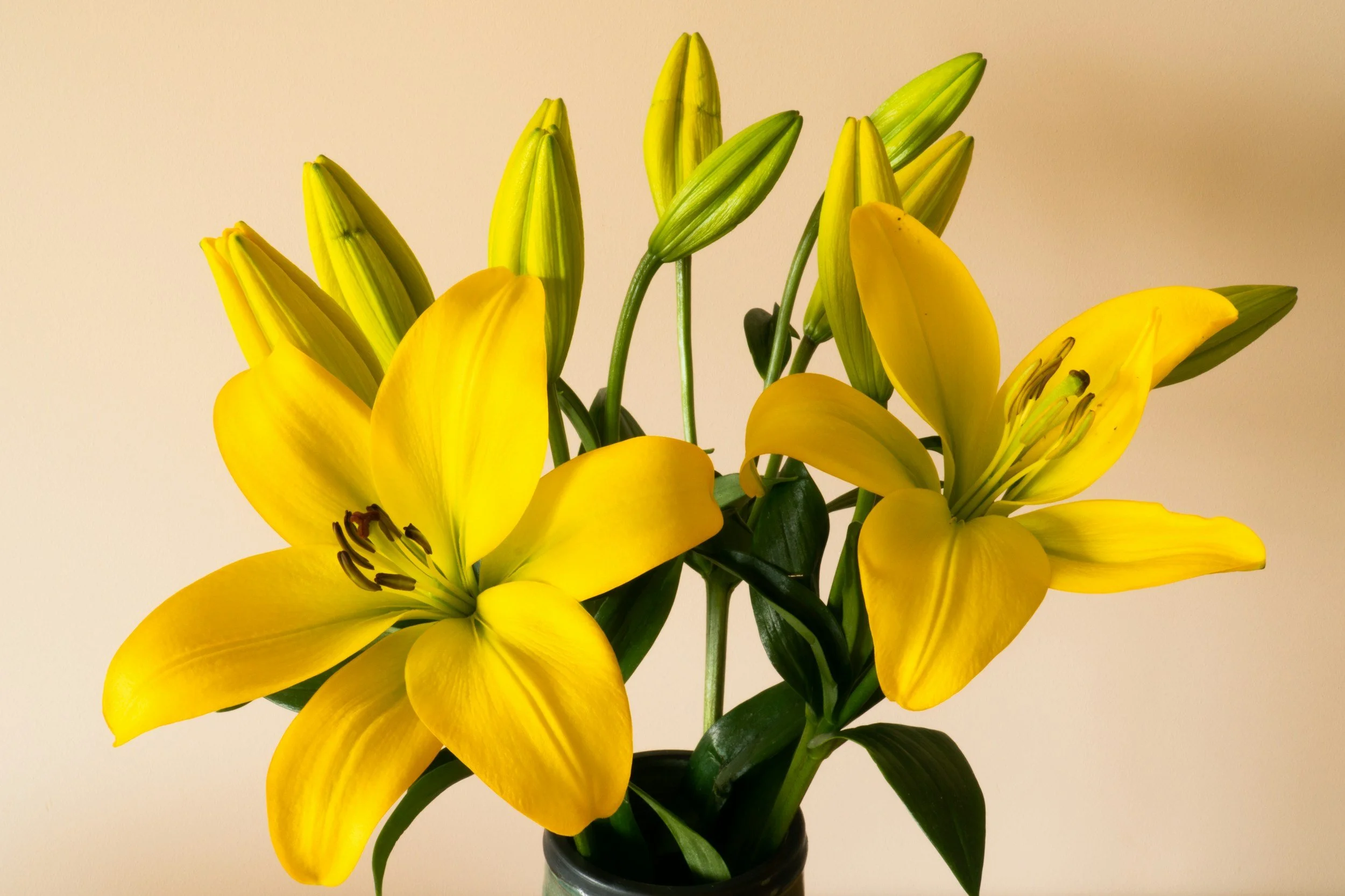 Yellow lilies in a vase with a plain background.