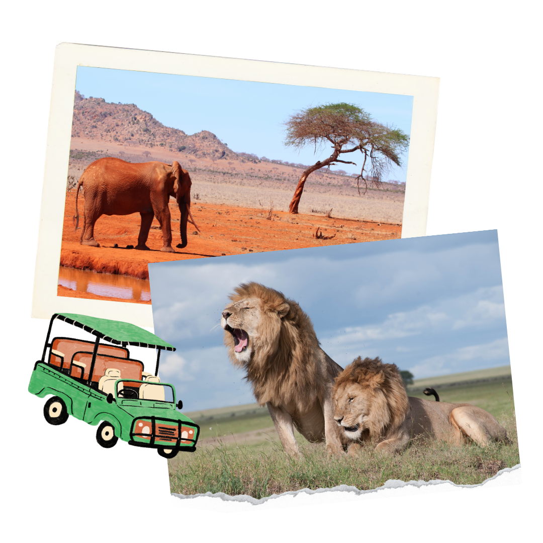The Perfect Honeymoon: Safari, Cape Town, Wine Lands &amp; Beach in One Seamless Journey