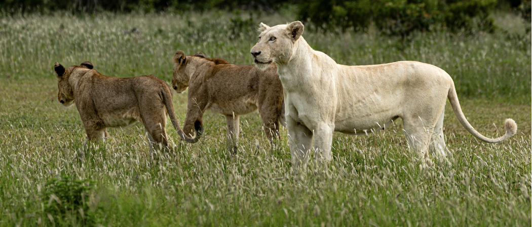 white lioness with her two cubs