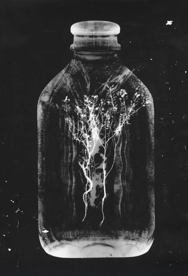 Untitled, 2015