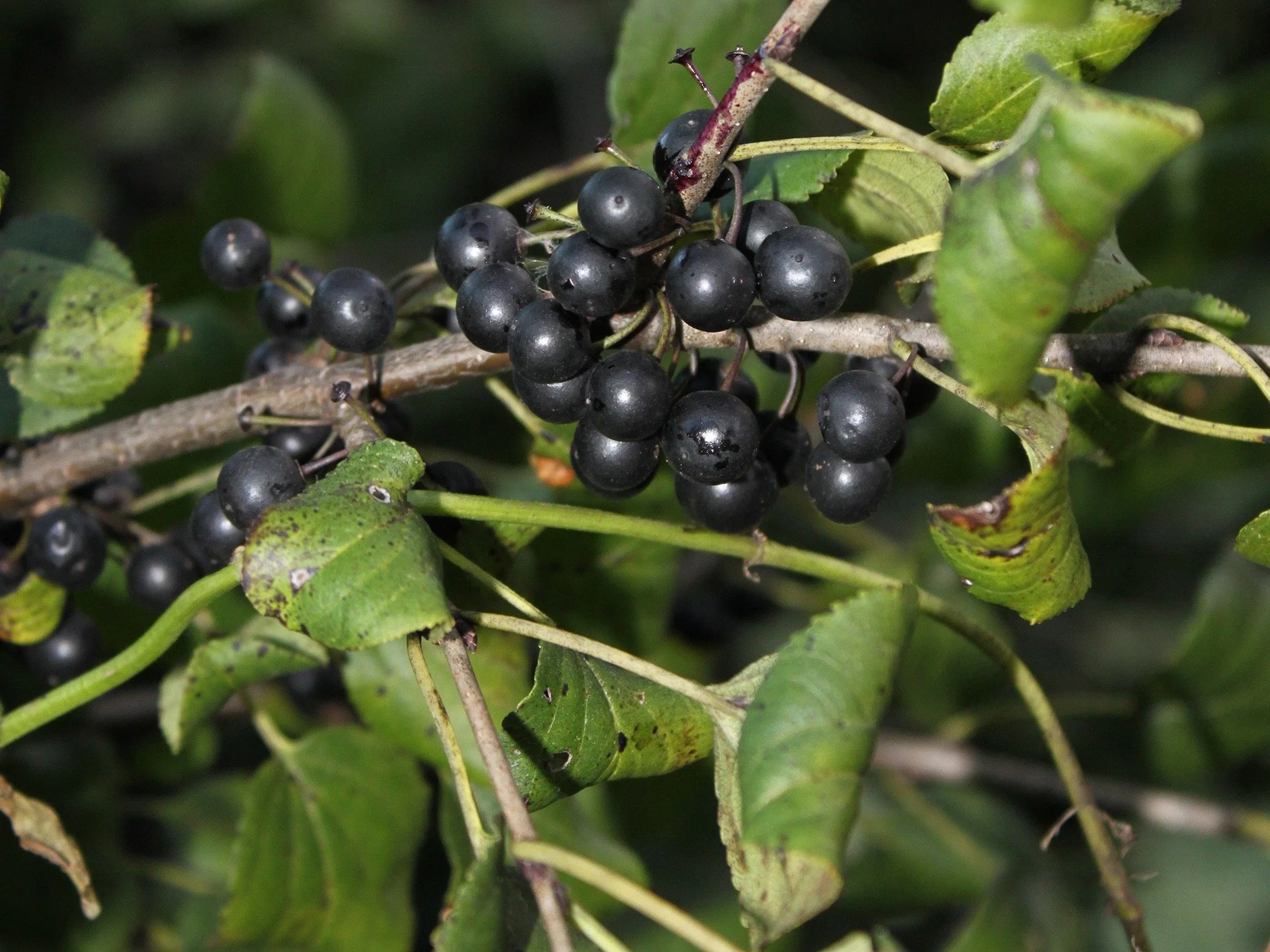 Cluster of black berries on a branch surrounded by green leaves.