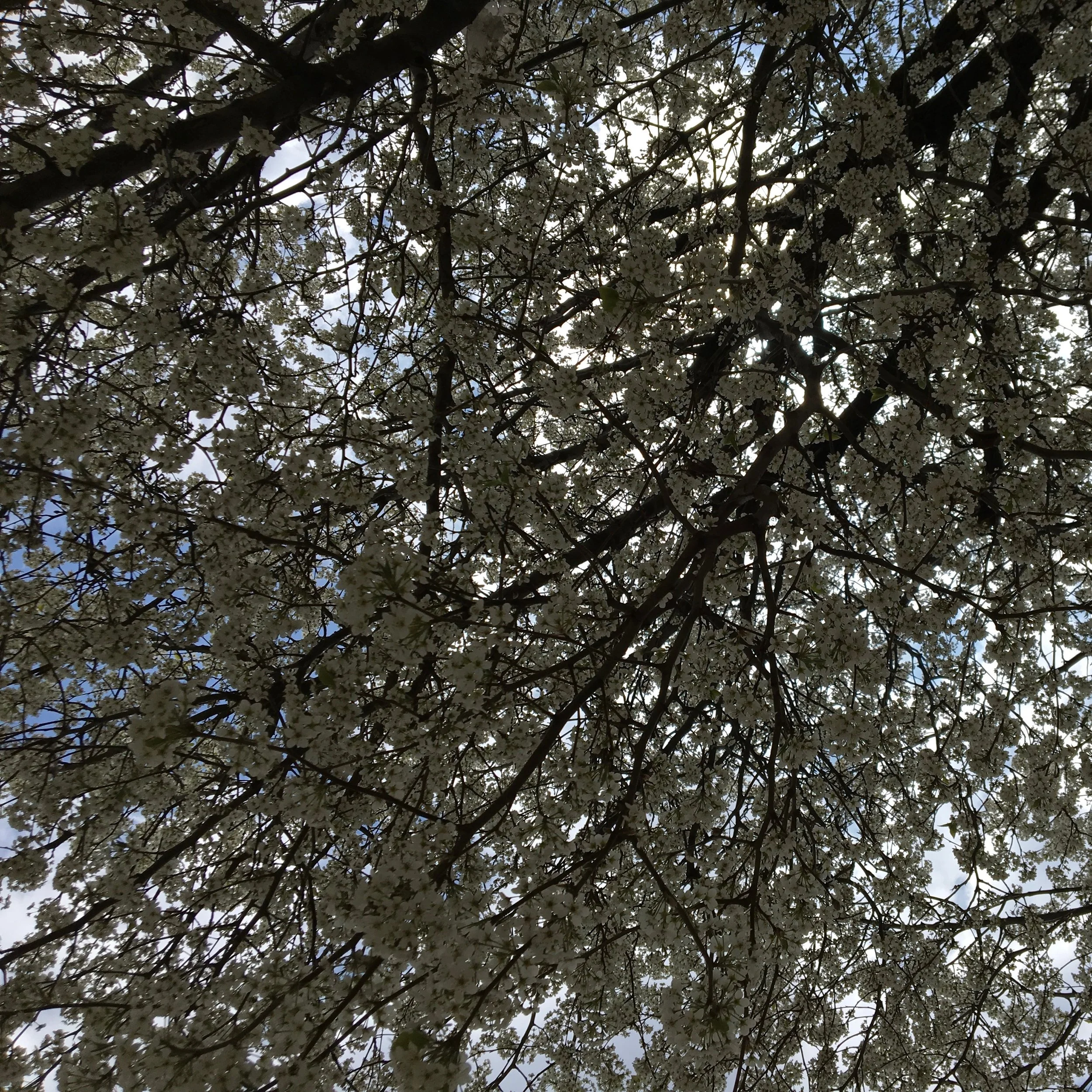 Tree branches with white blossoms against a partly cloudy sky.