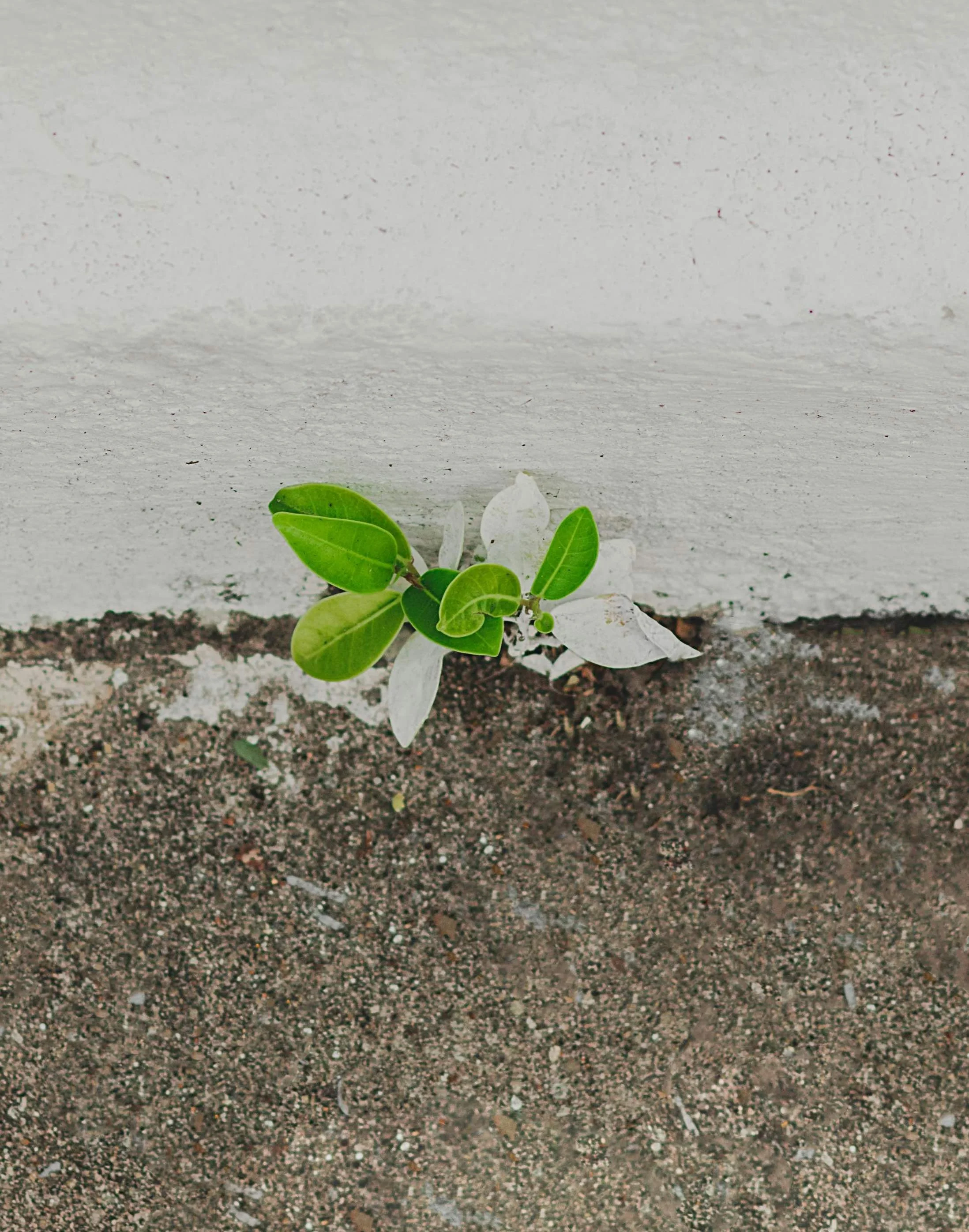 Small plant with green and white leaves growing next to a white wall on dirt ground.