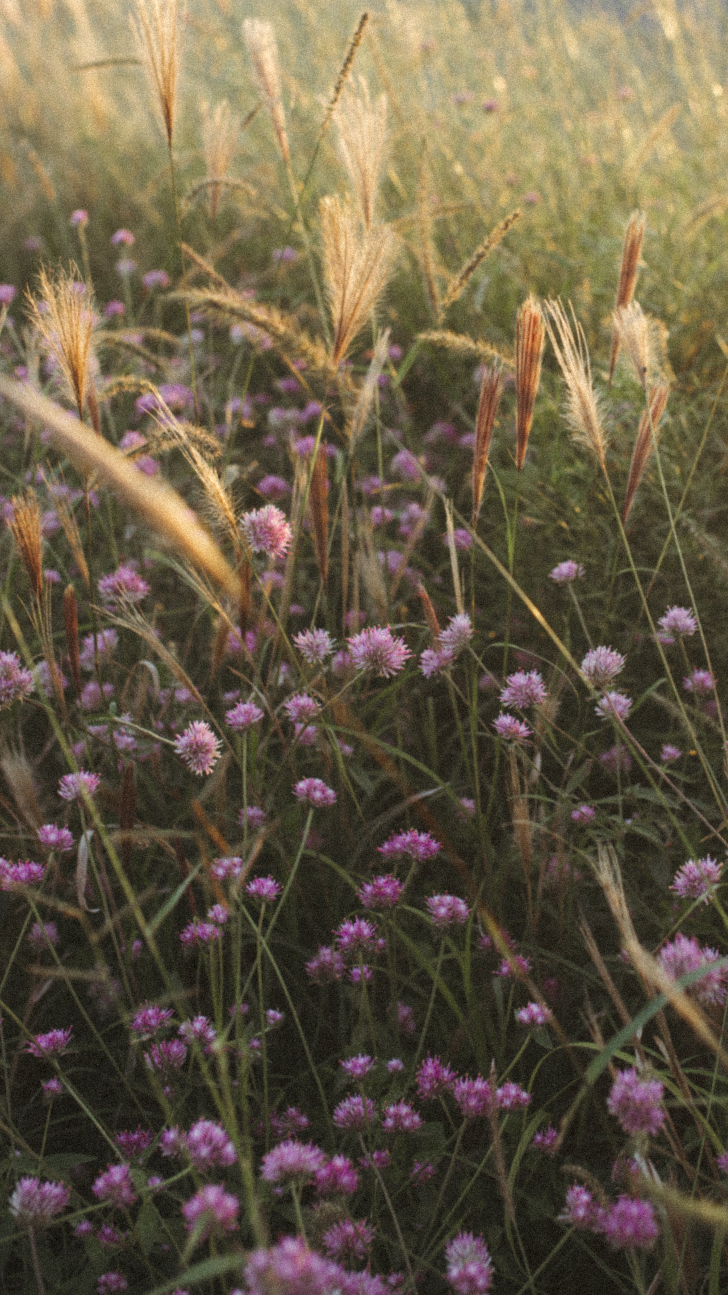 Close-up of wildflowers and tall grass in a natural field during sunset.