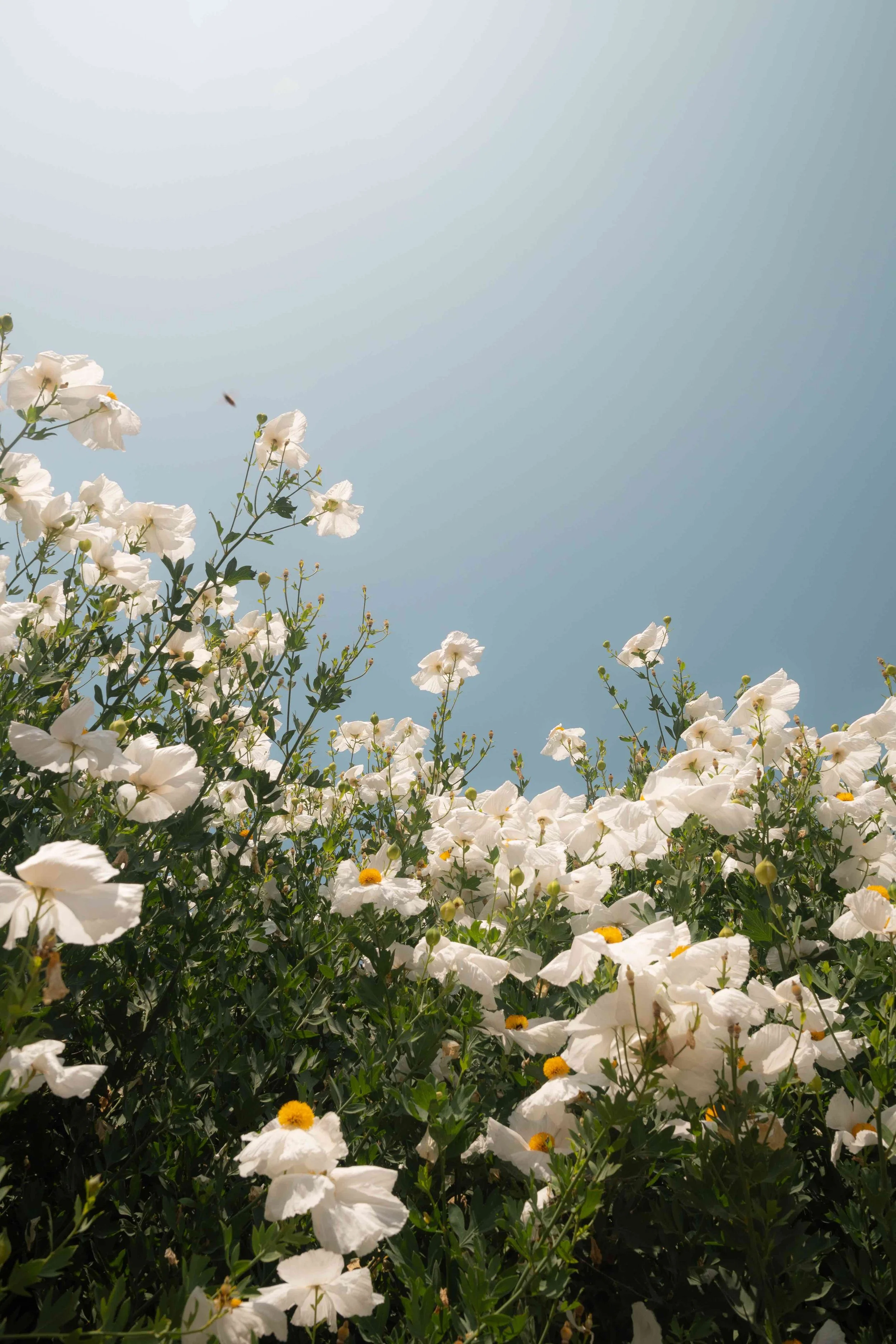 White flowers with yellow centers against a pale blue sky.