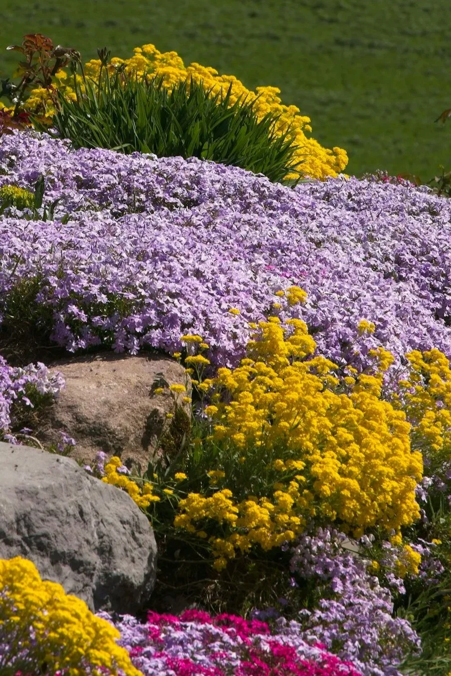 Colorful flower garden with purple, yellow, and pink blossoms and large rocks.