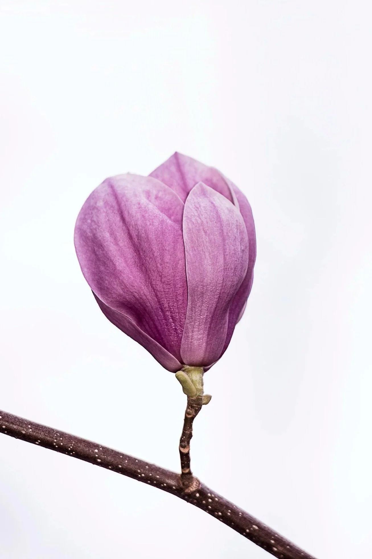 Close-up of a pink magnolia flower bud on a thin, brown branch against a plain white background.