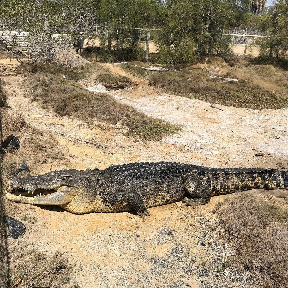 Koorana Crocodile Farm