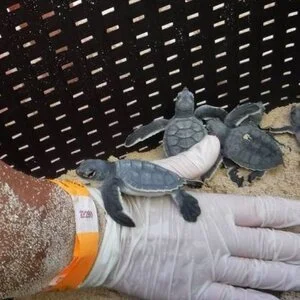 Cozumel and Sea Turtle Rescue 2017