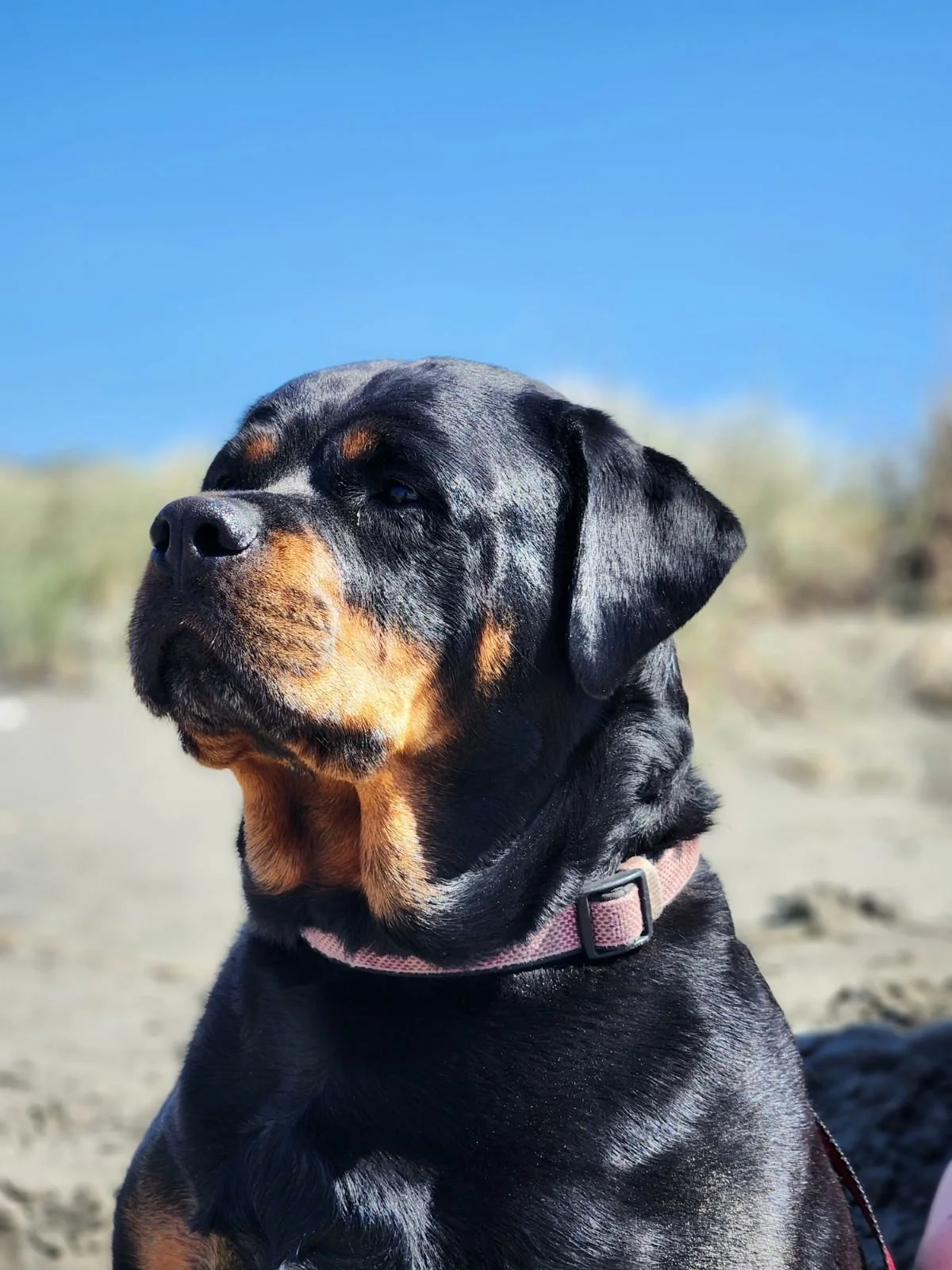 Our Rescue Rottweiler has Rescued Me