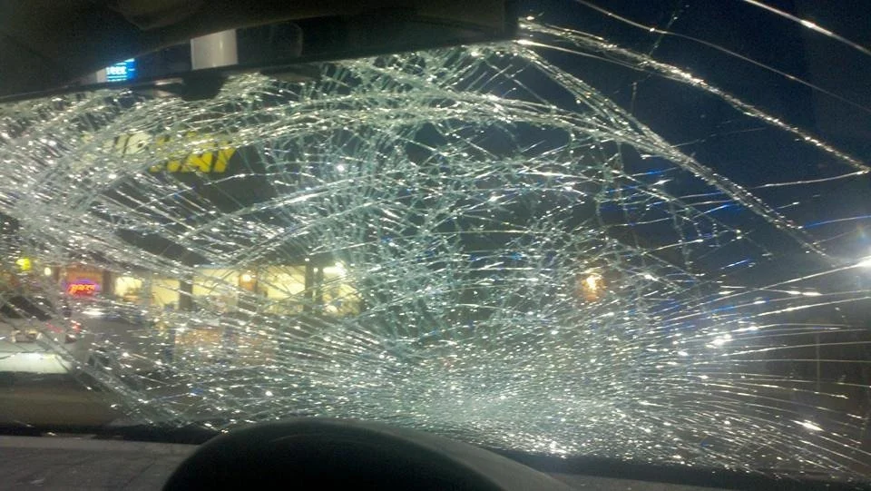 When Turkey Vultures Attack: Staying Calm and Safe on the Road