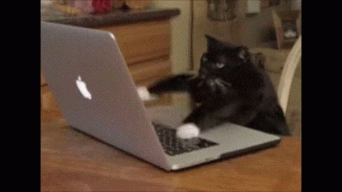 A black and white cat with white paws using a laptop on a wooden table.