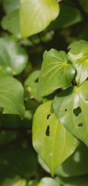 Close-up of green heart-shaped leaves with small holes on some leaves.