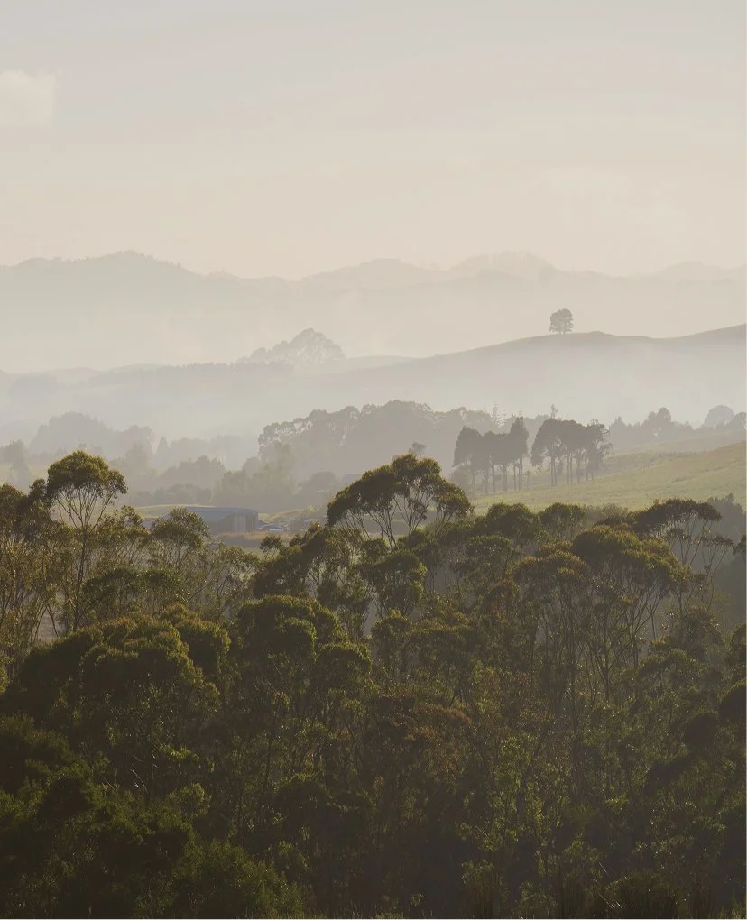 Layers of foggy hills with trees and green foliage in the foreground.