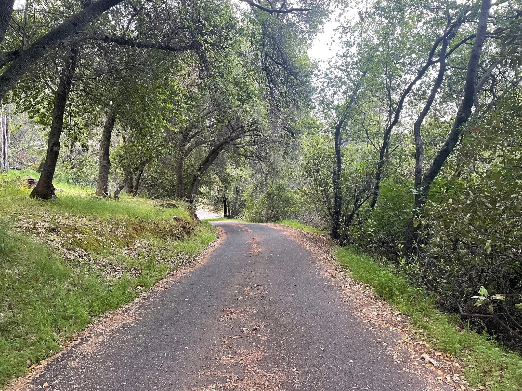 A winding asphalt road through a forested area with green trees and grass, some leaves and debris on the road surface.