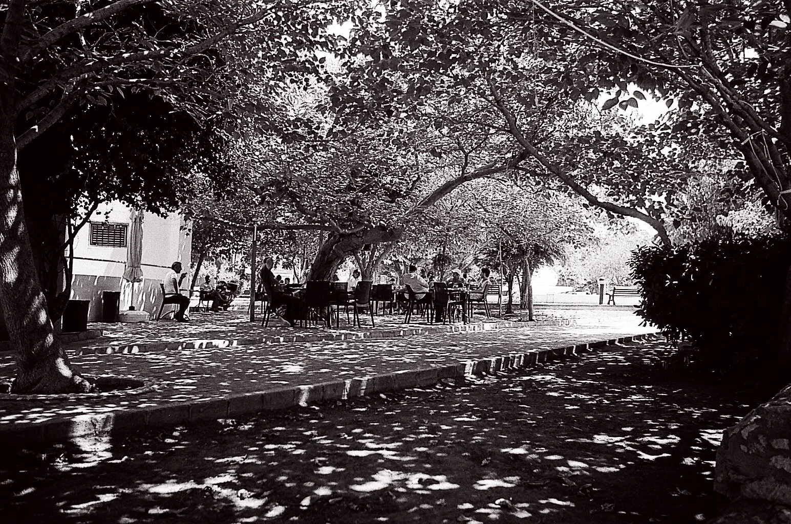 Cyprus island - Beneath the trees