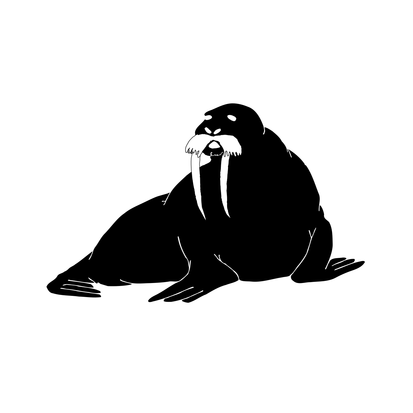 Walrus