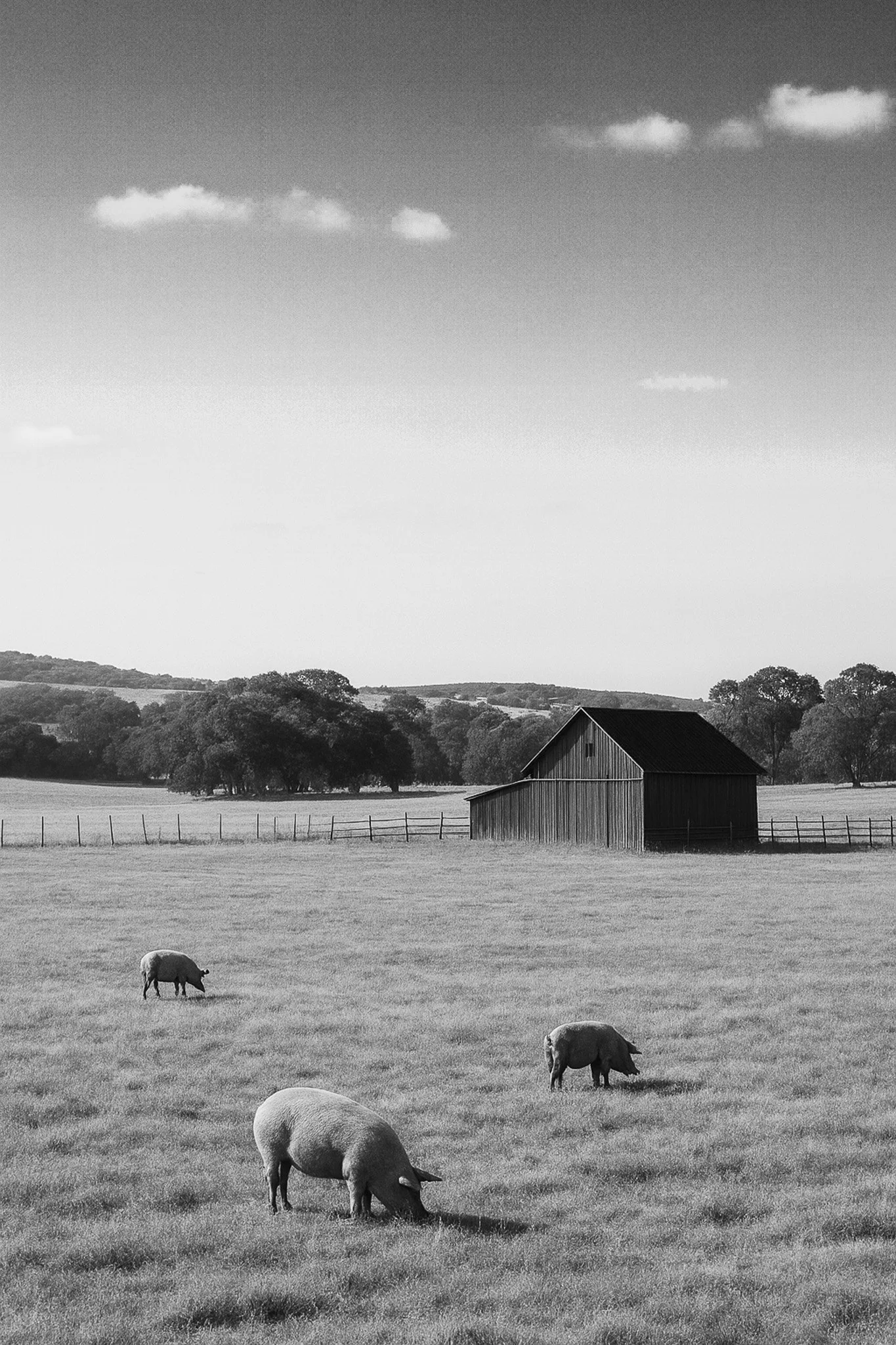 Black-and-white photo of a farm scene with three pigs grazing on a grassy field, a wooden barn, and rolling hills with trees in the background, under a partly cloudy sky.