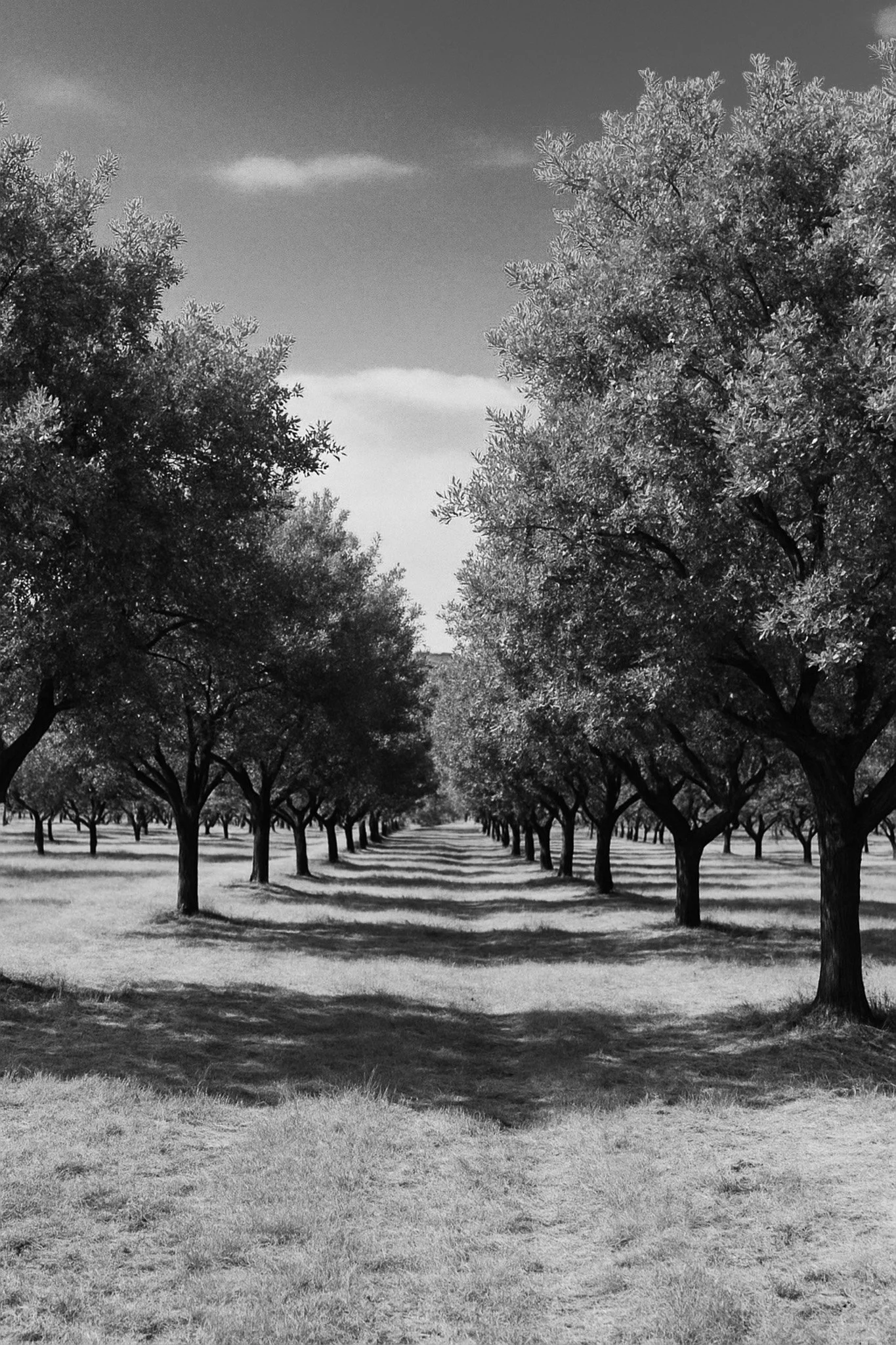 Black and white photo of a tree farm with rows of evenly spaced trees on either side of a path.