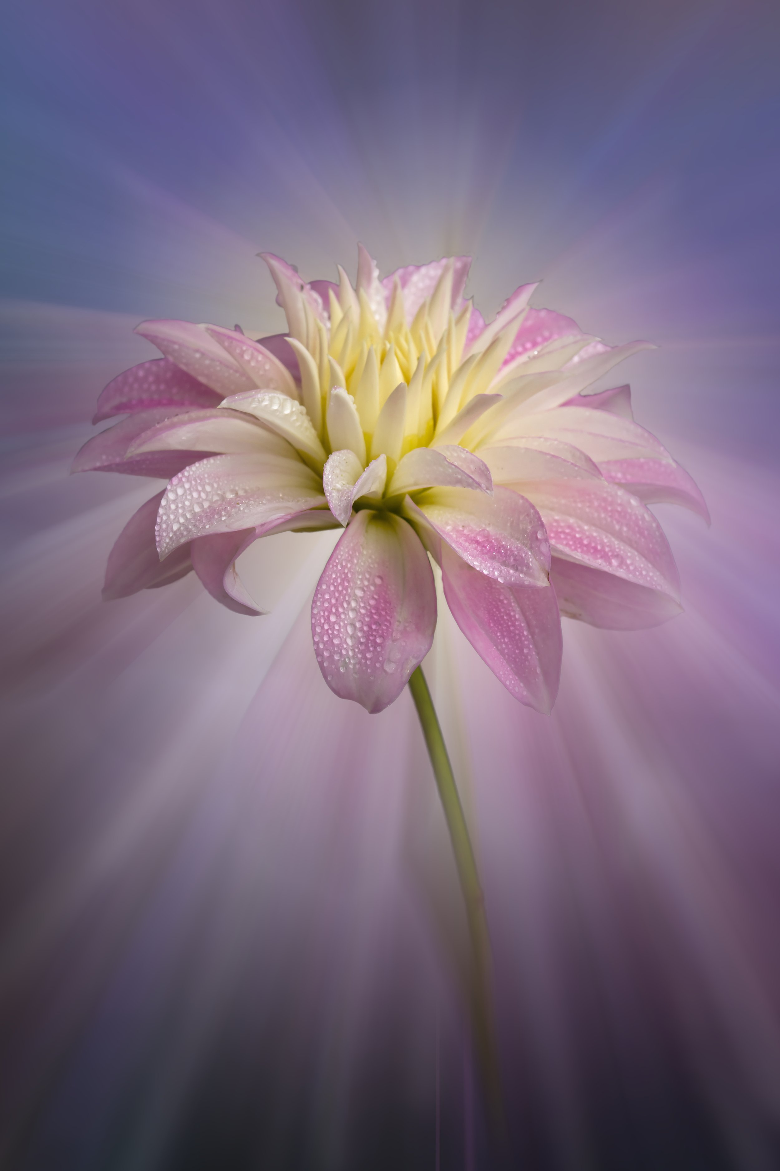 Dahlia Rays