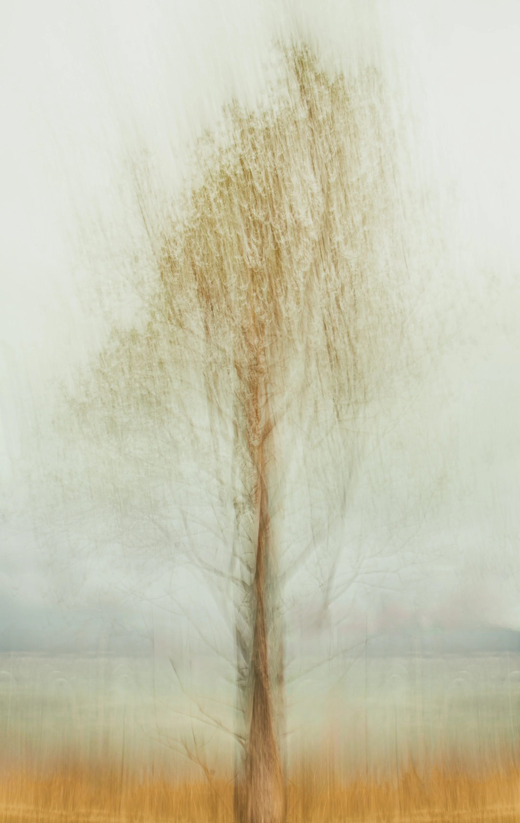 Oxford Tree