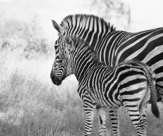Stripes