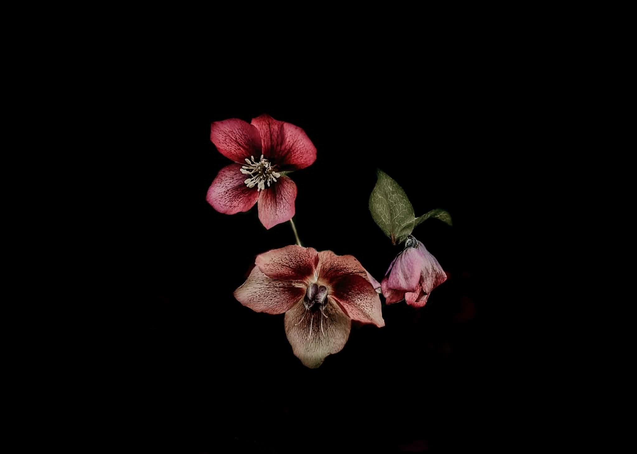 Elegy in Crimson