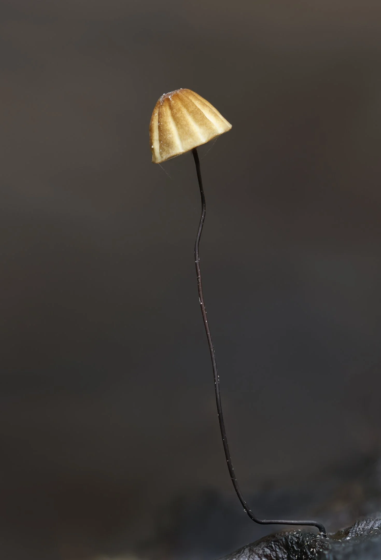 Horsehair Fungi