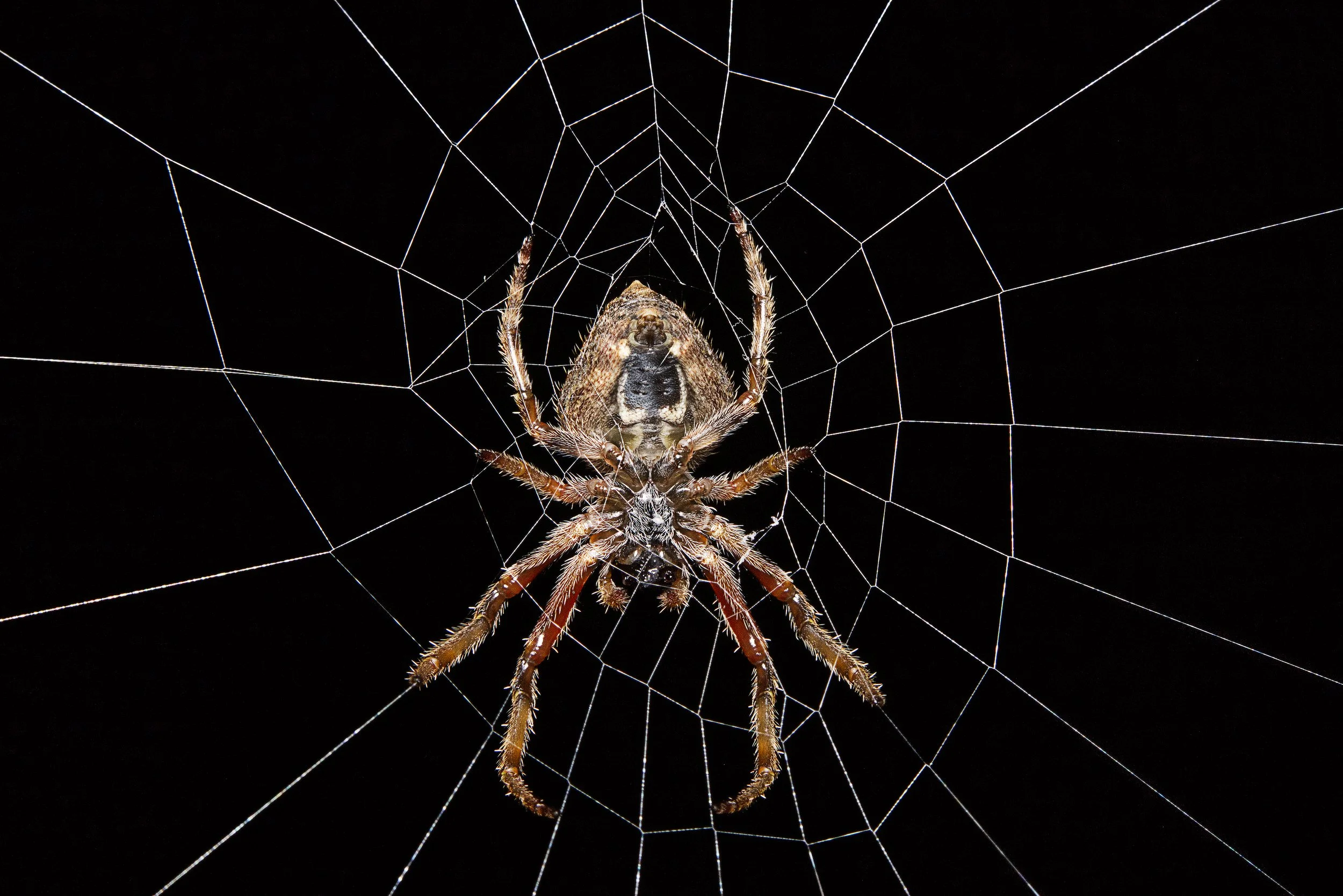 Orb Web Spider