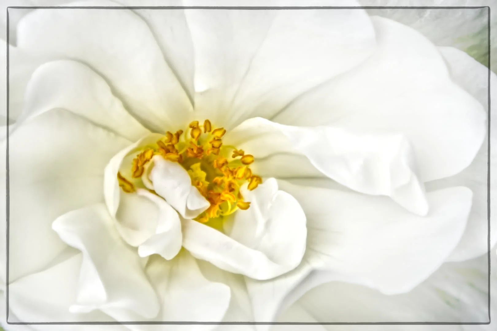 White Rose