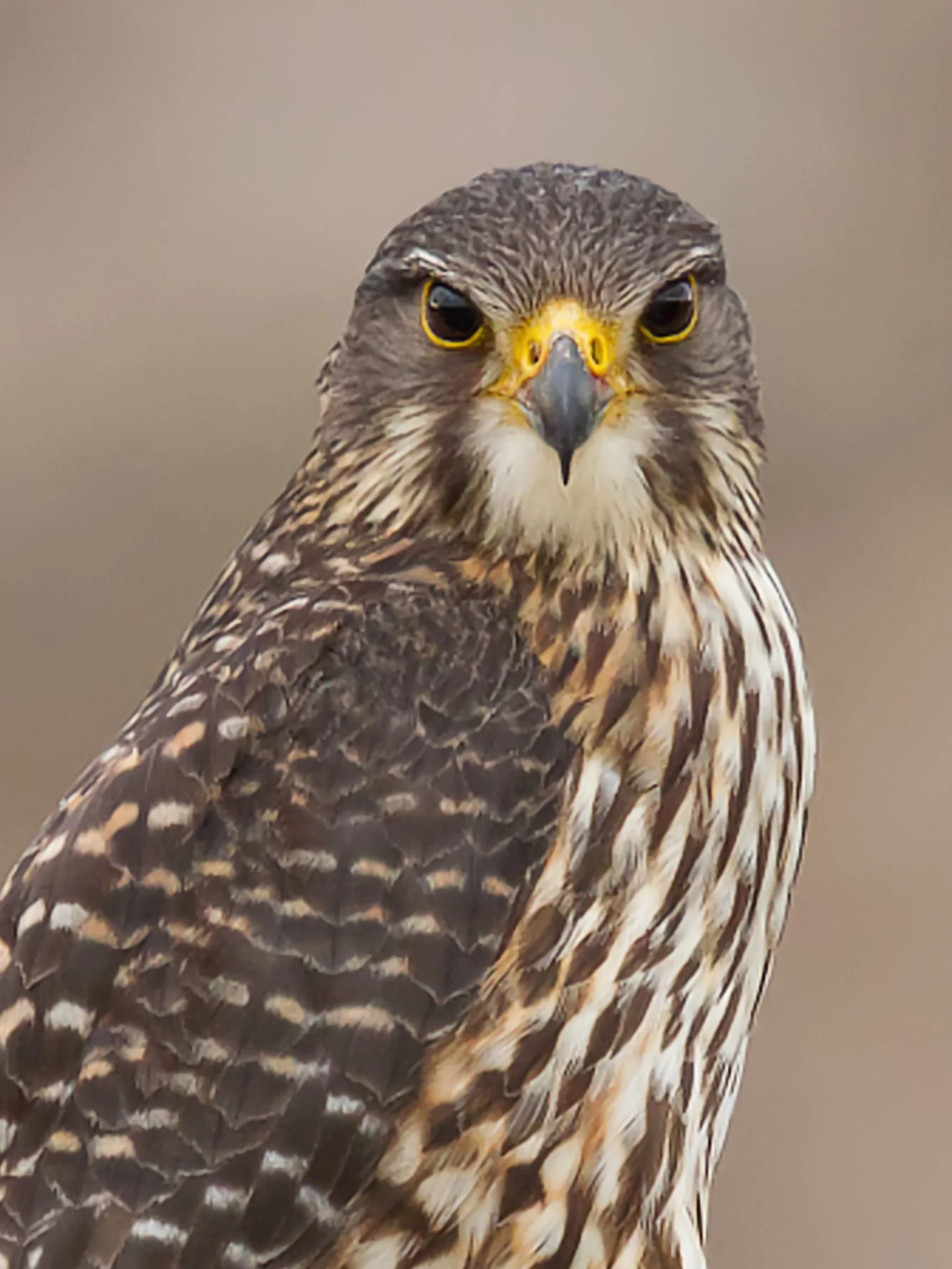 Falcon