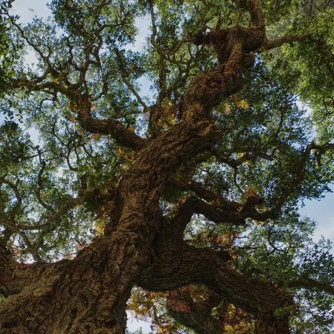 Cork Tree