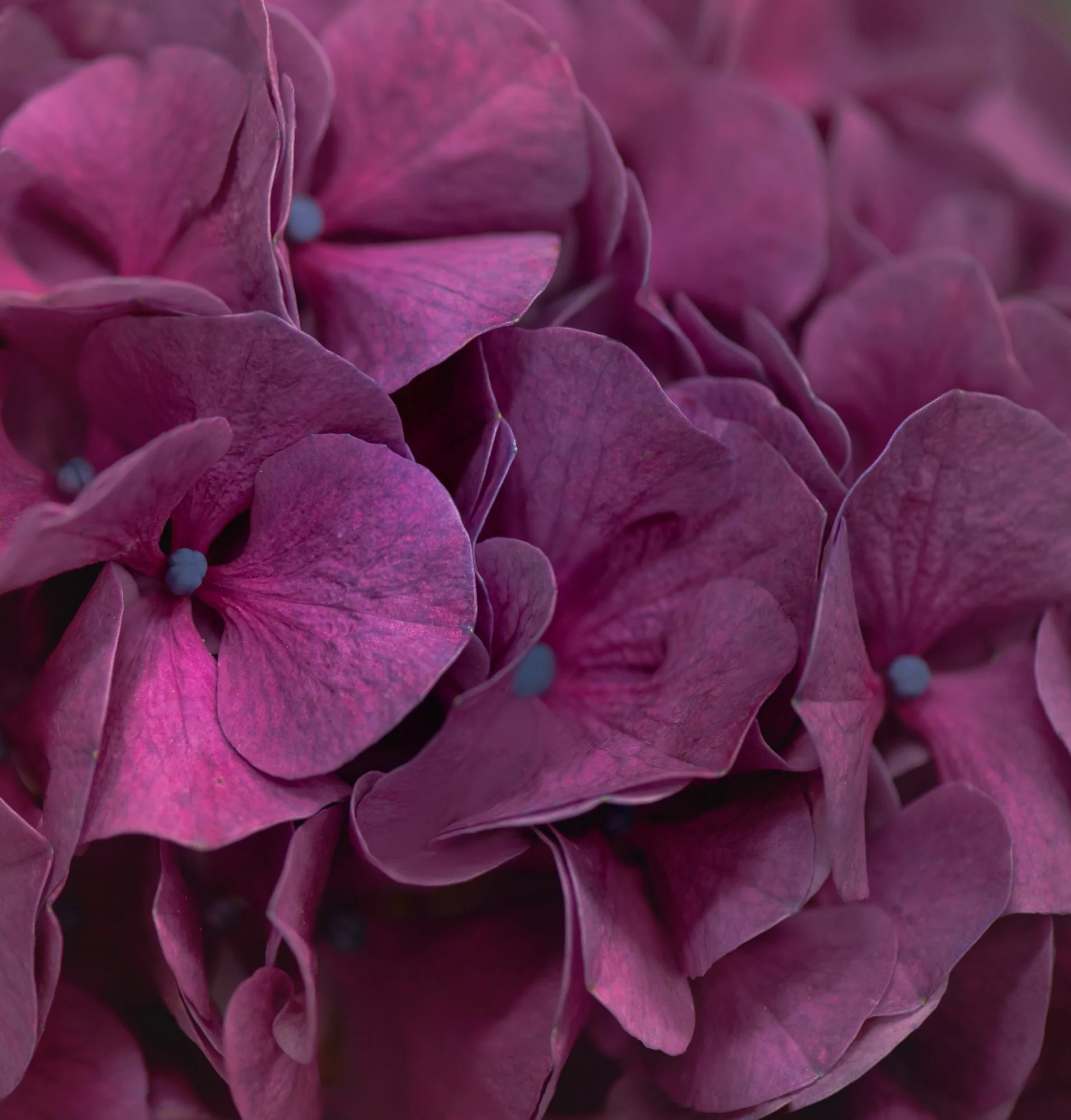 Hydrangea Petals