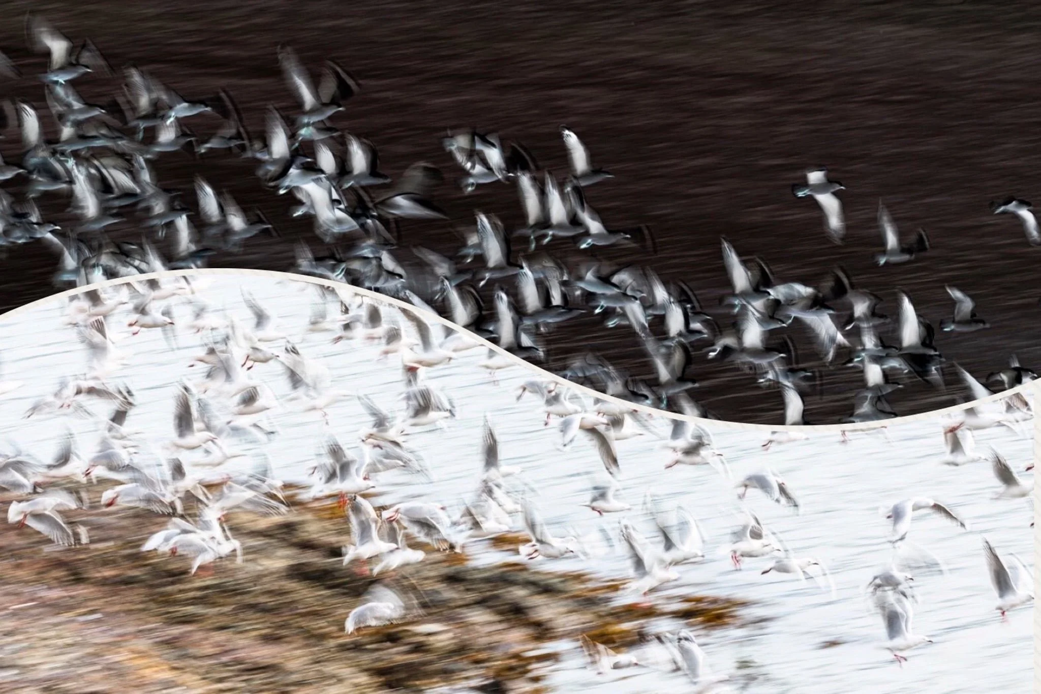 Tide Takes Flight