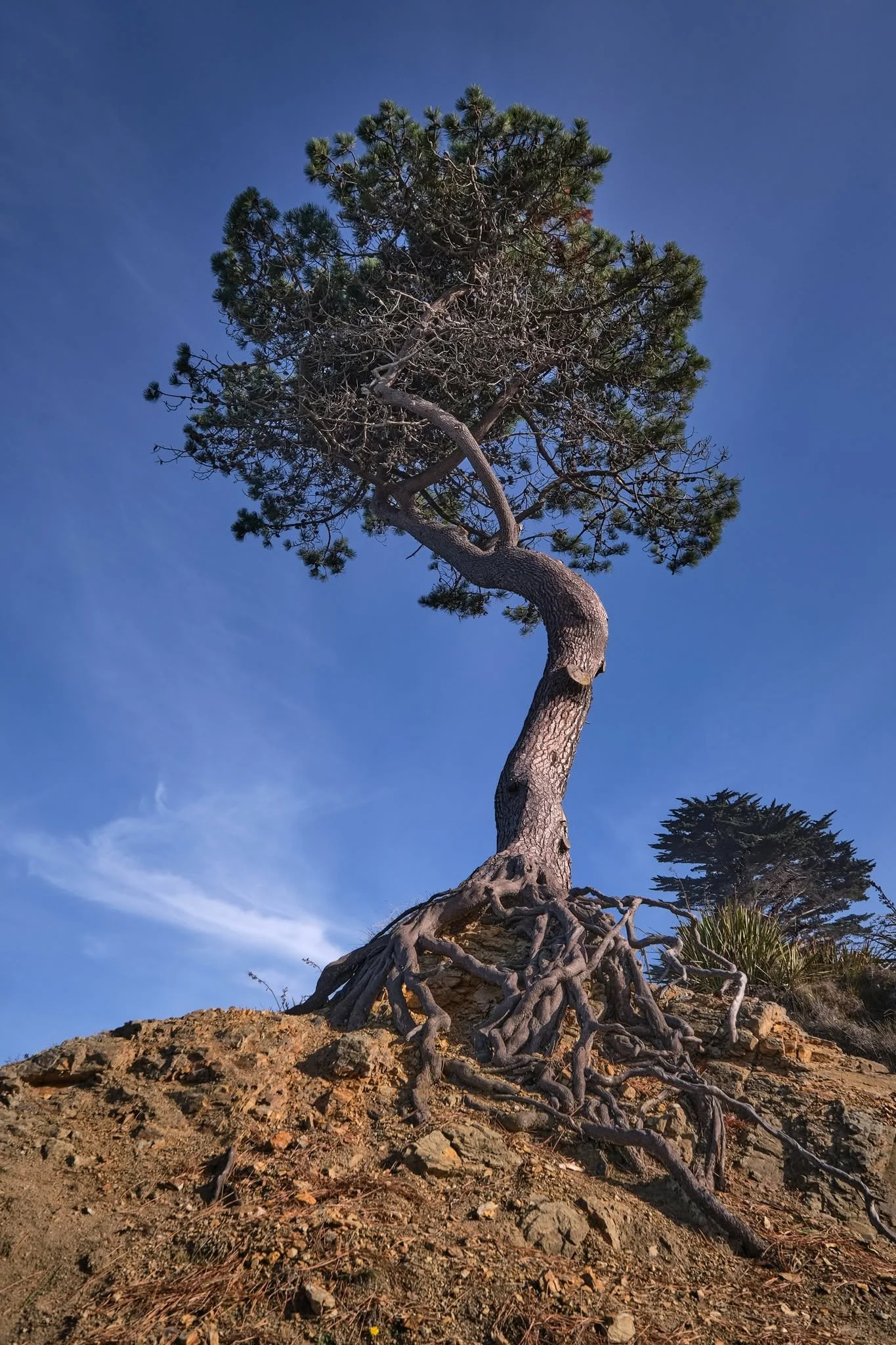 Tree at Bull Creek
