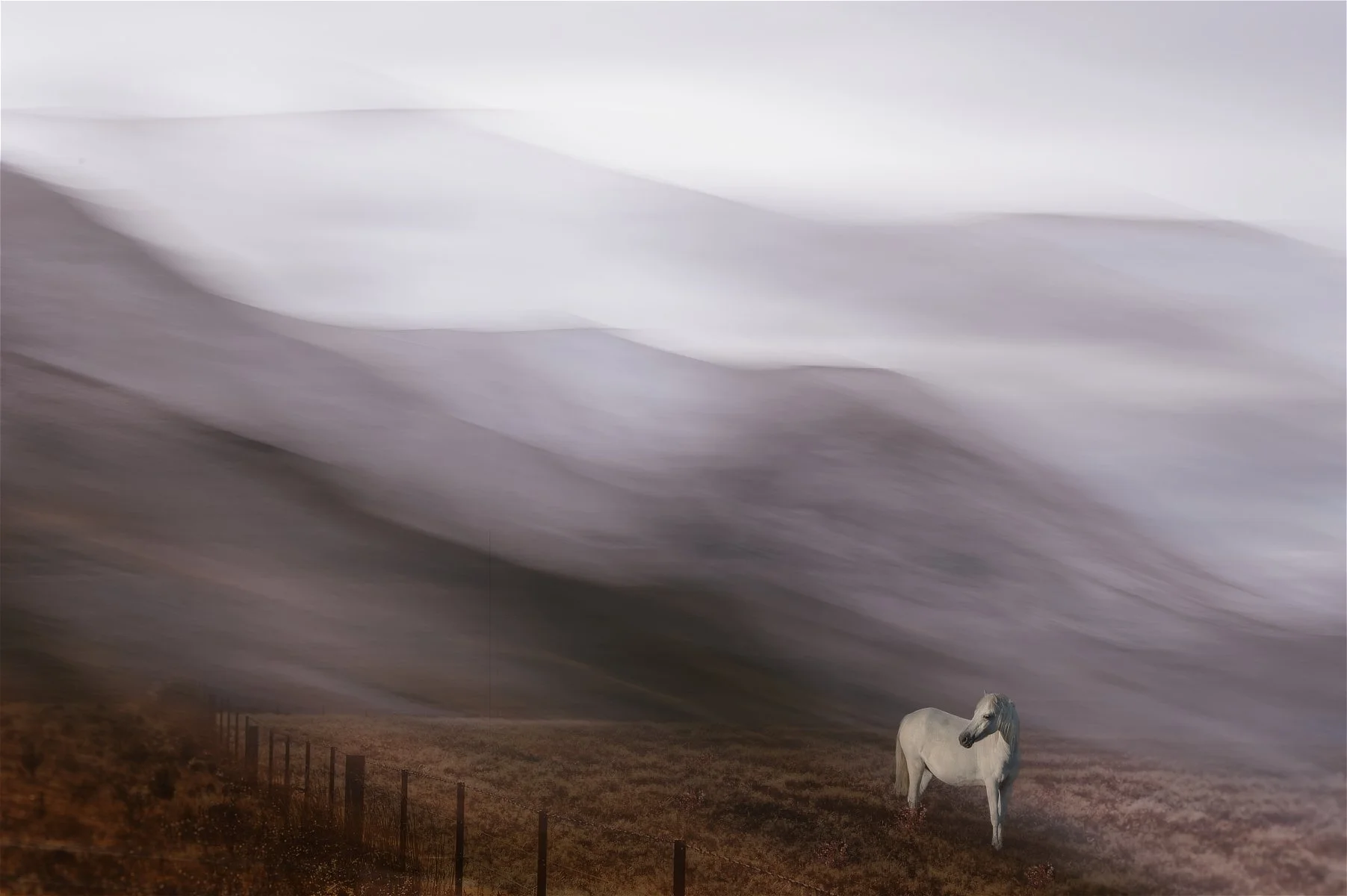 Lonely Horse
