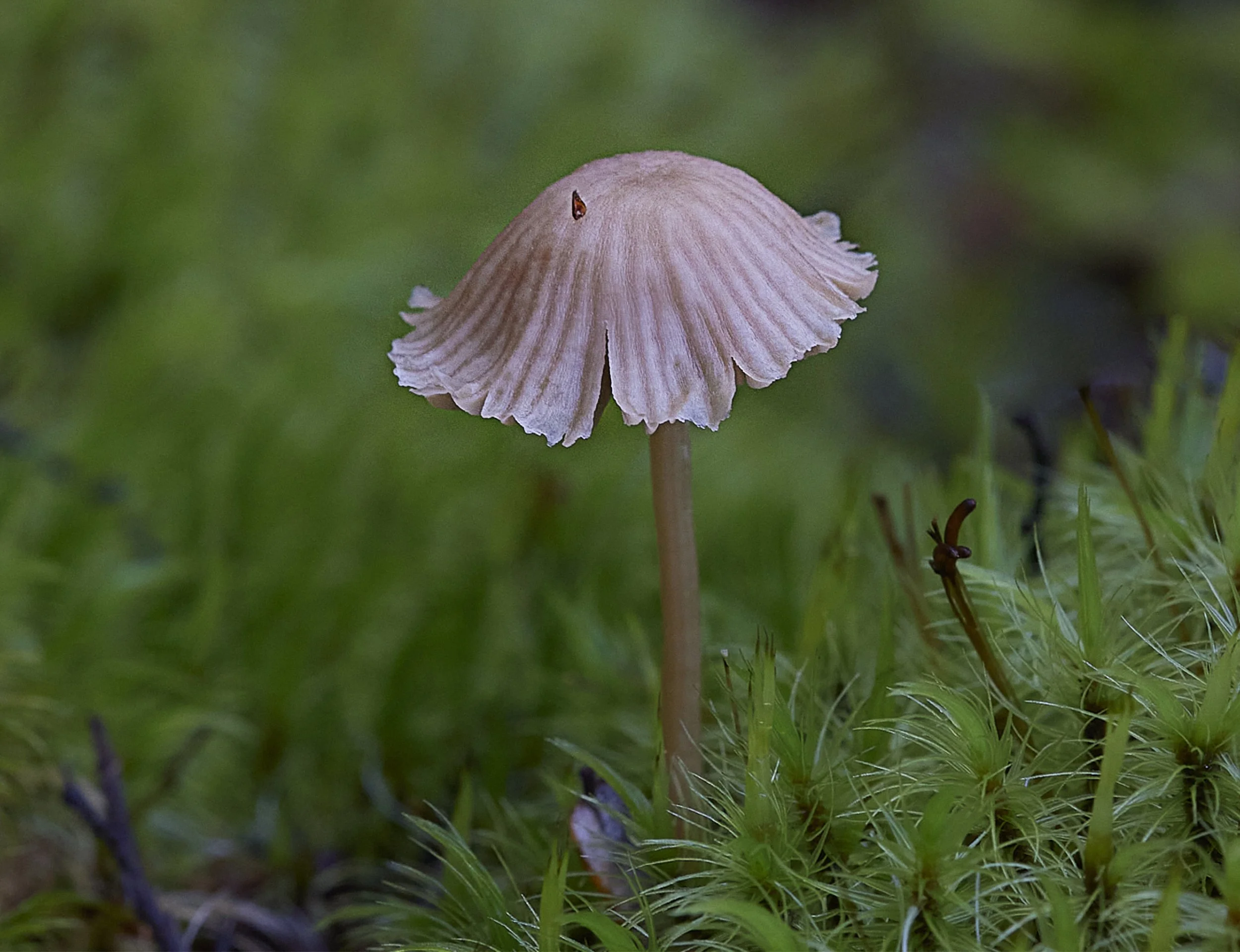 Fungi Pink, Fungi Tall