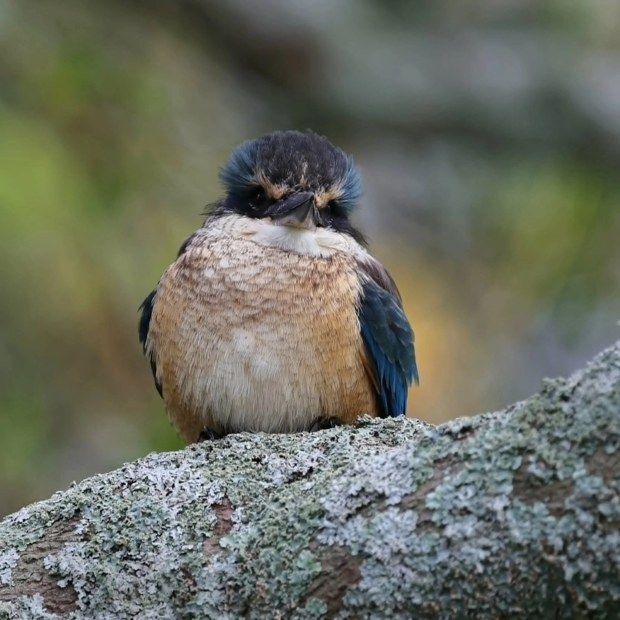 Kingfisher