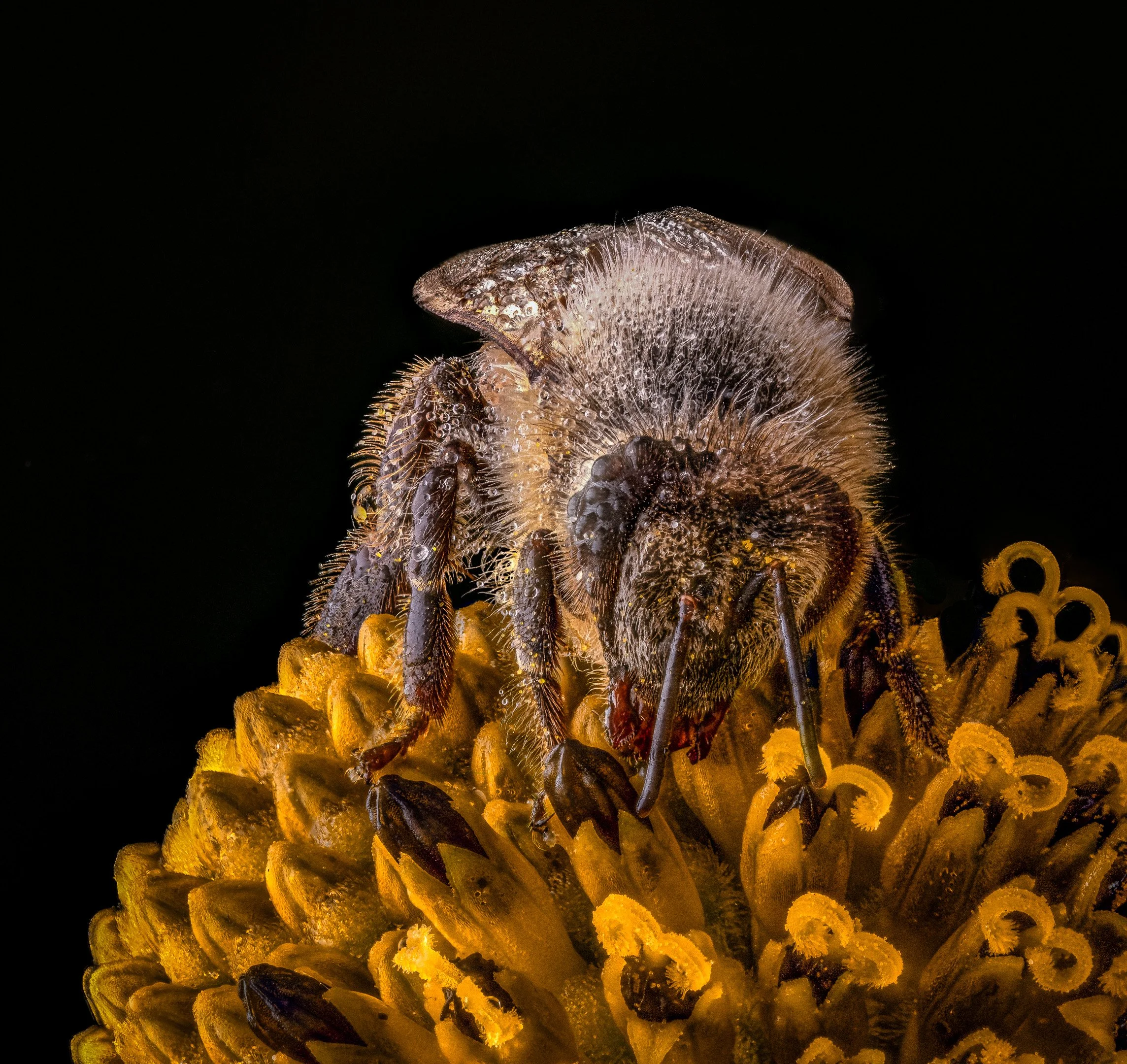 Bee