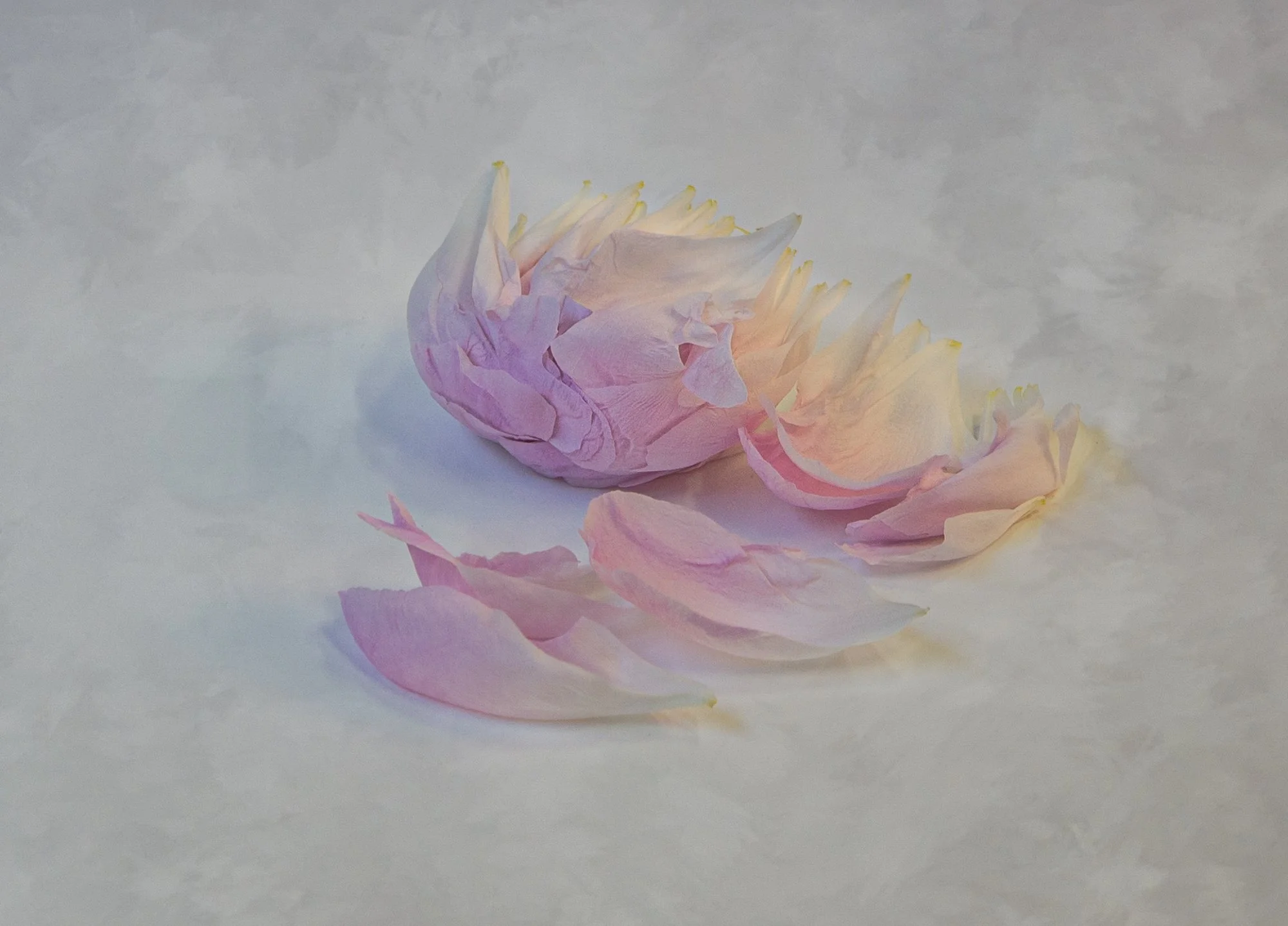 Falling Petals