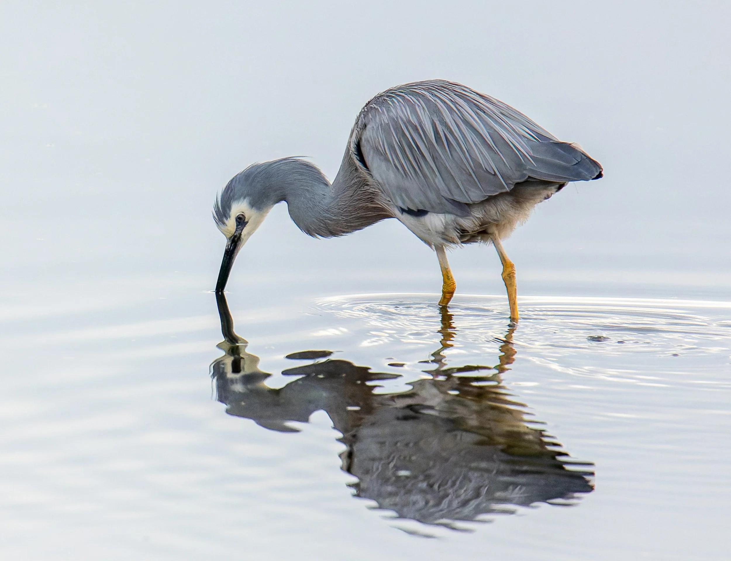 Heron