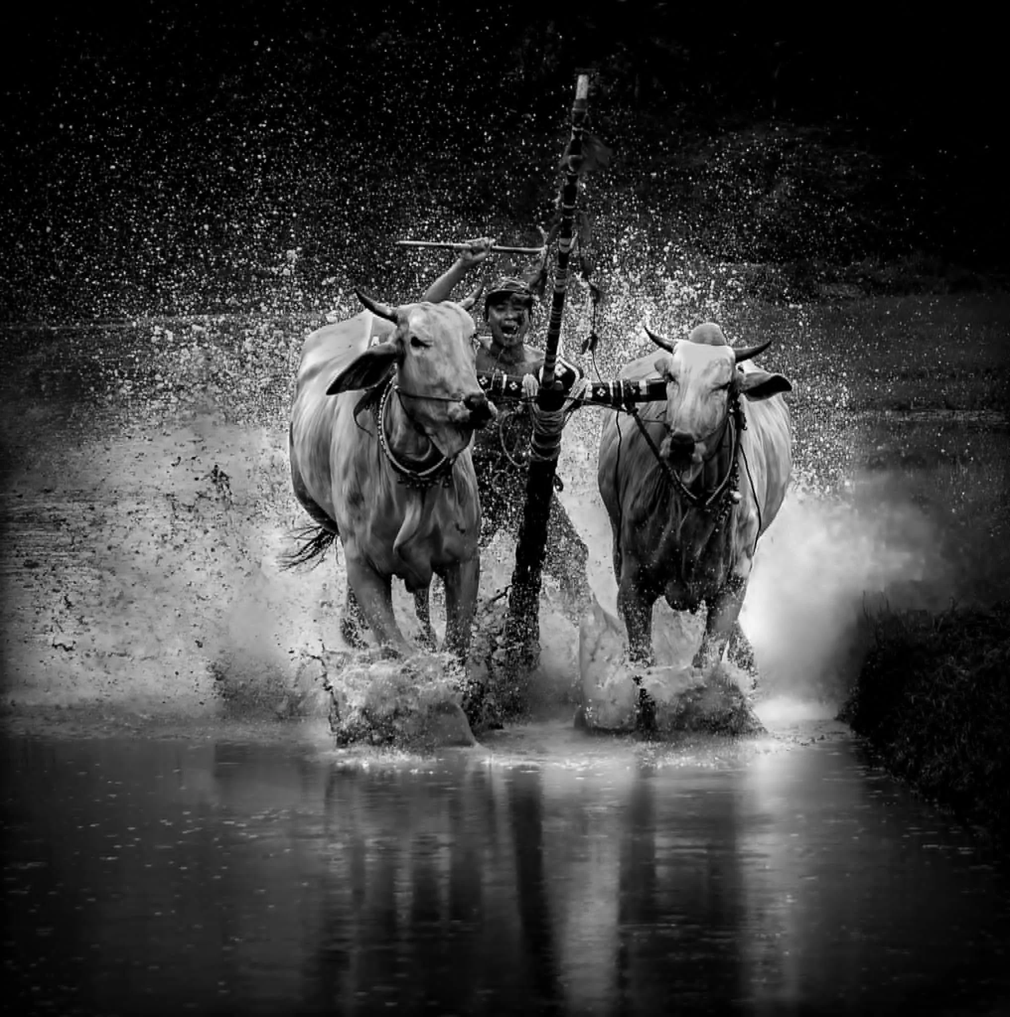Khmeer Ox Race