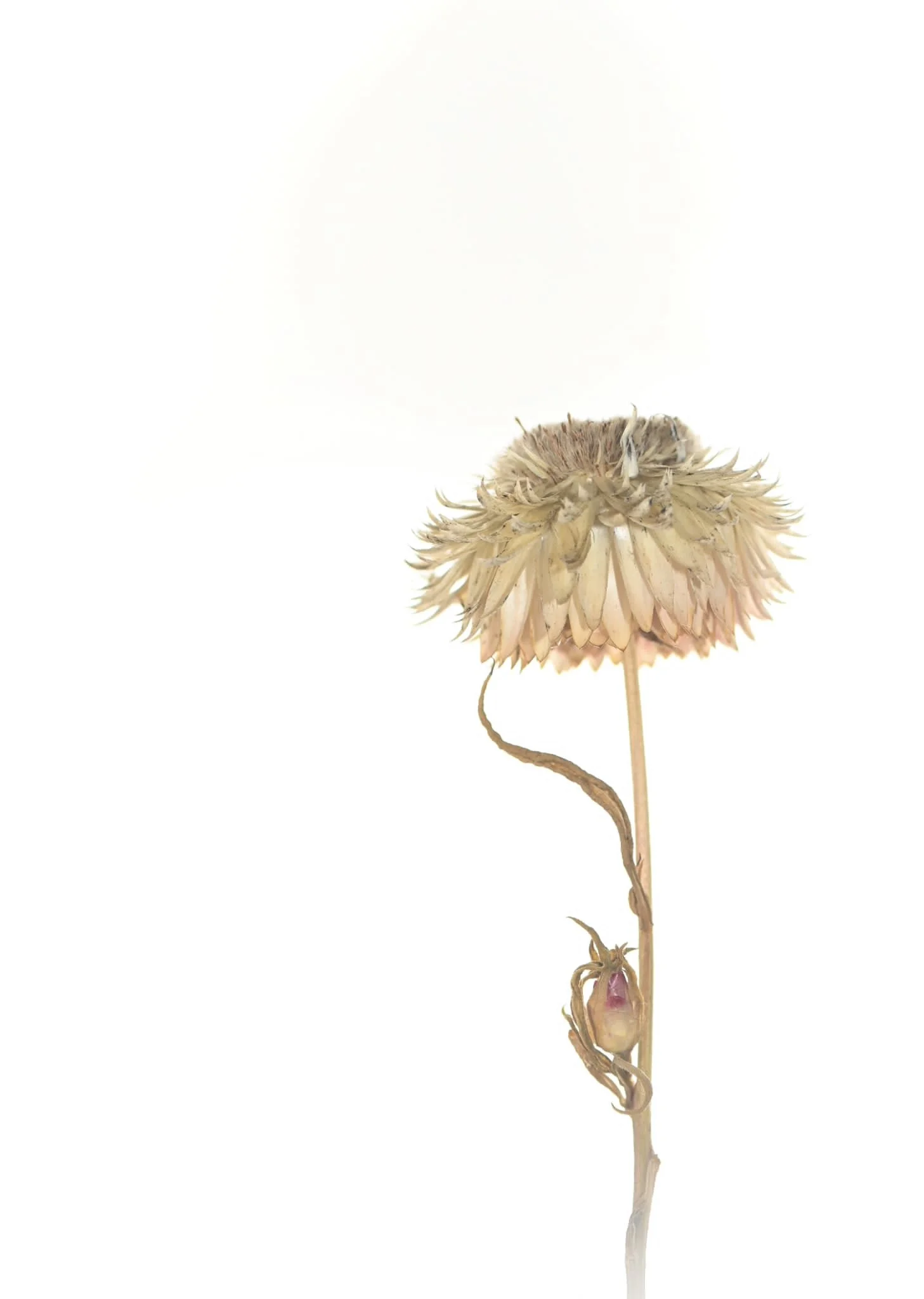 Alone in the Light