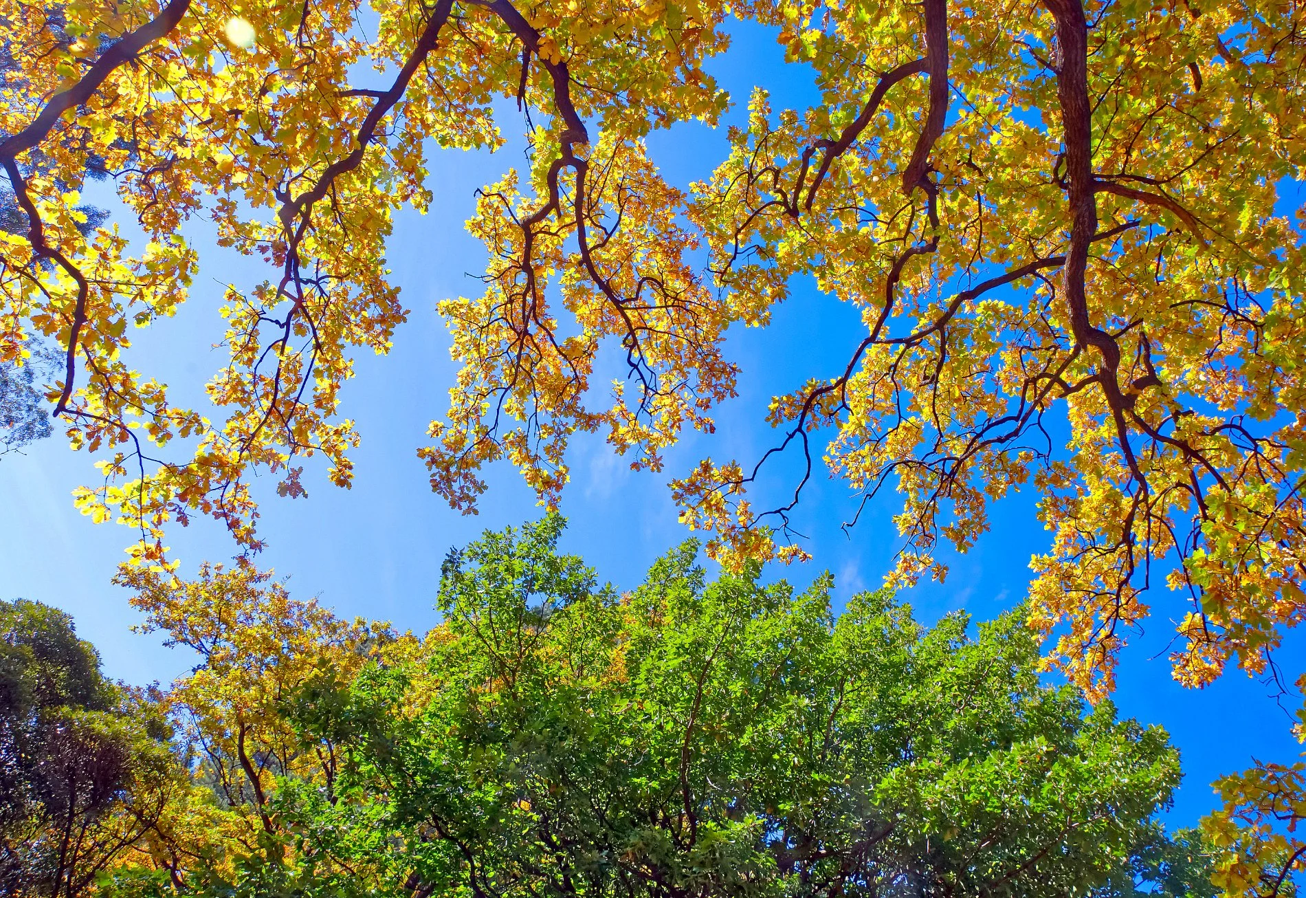 Autumn Beauty