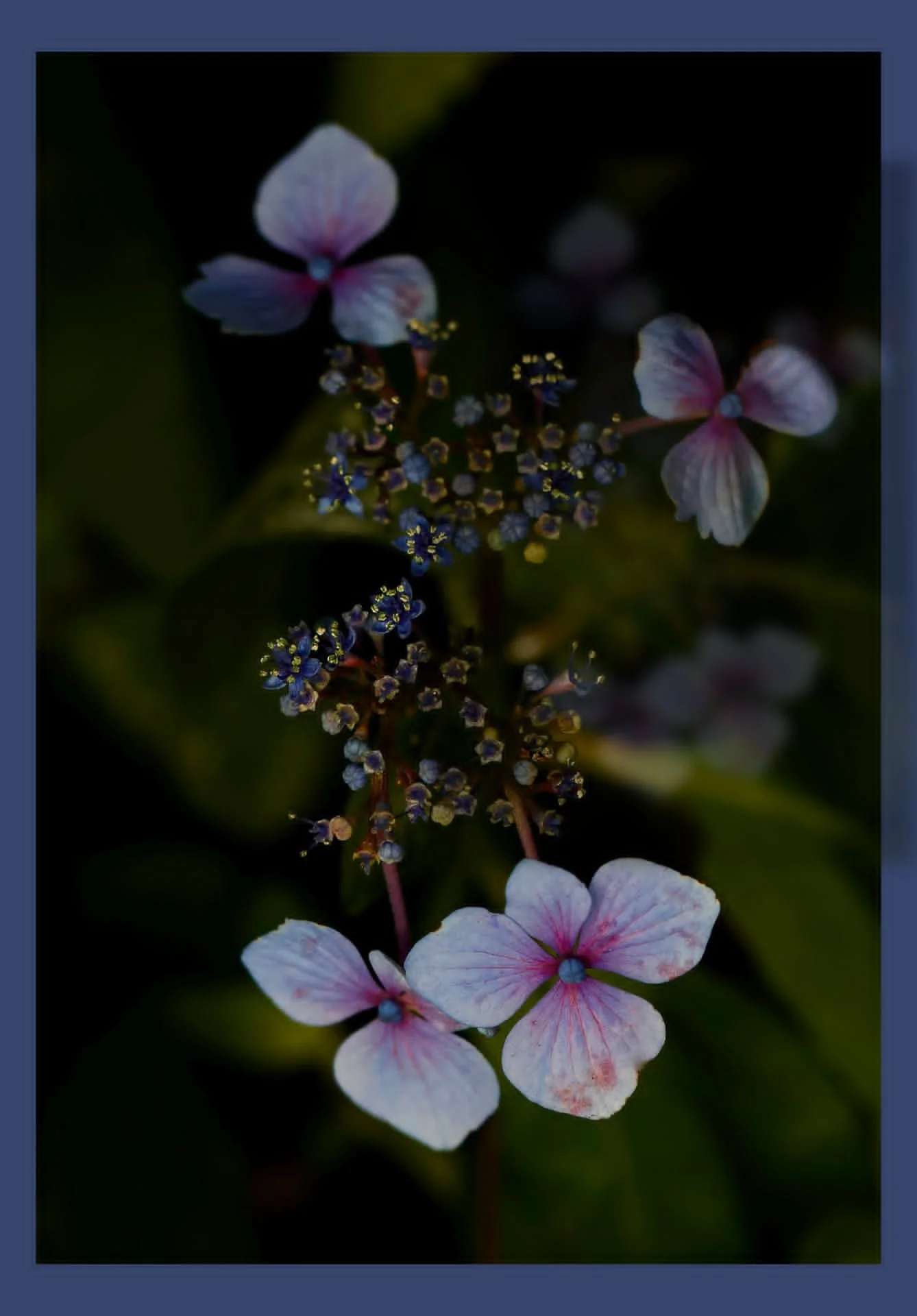 Hydrangea