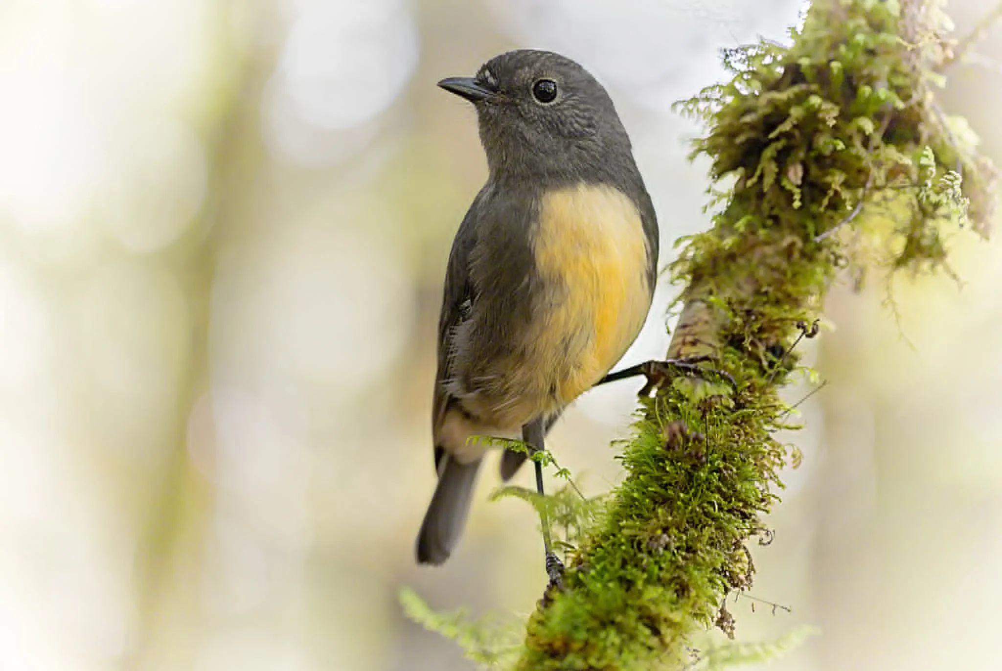 NZ Robin