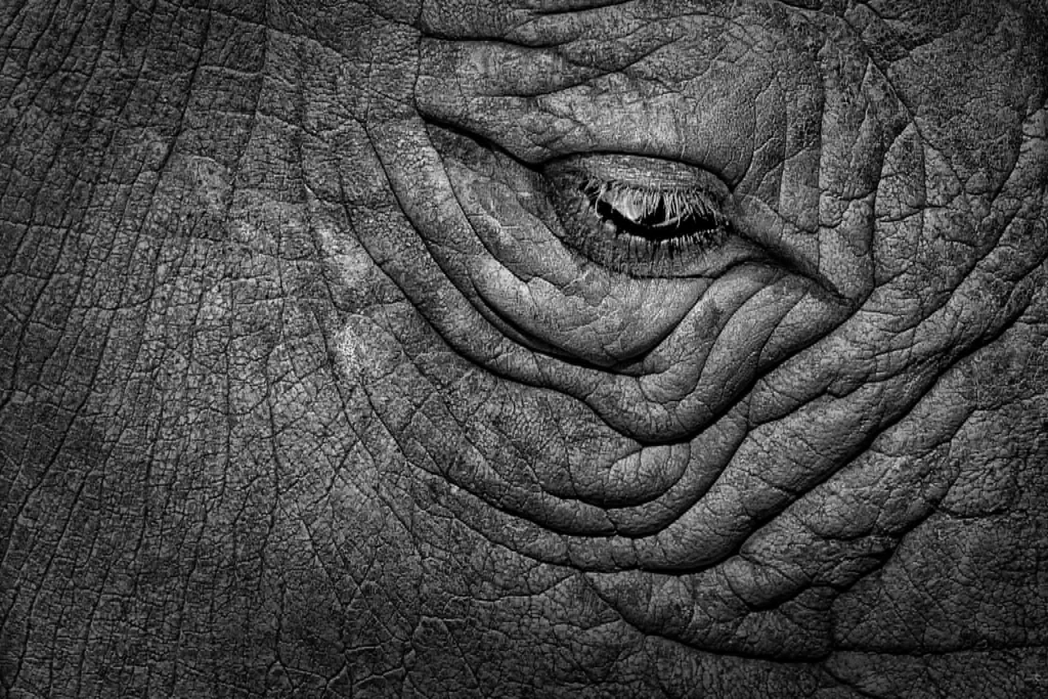 Eye of the Rhino