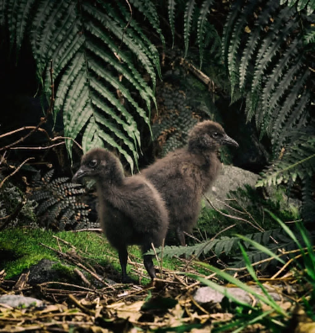 Weka Chicks, Deep Cove