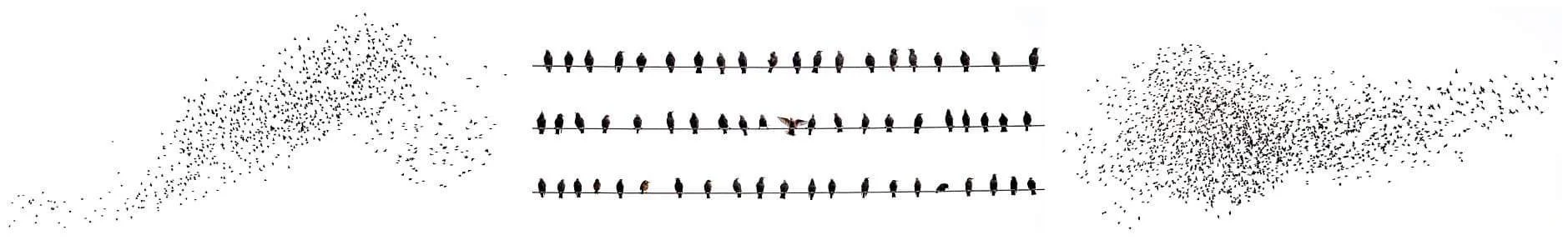 Between Structure and Freedom